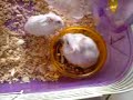 two hamster in love