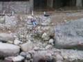 kullu manali