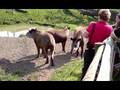Tapurs clip - Longleat Safari park