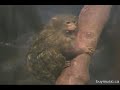 The Cute Marmoset