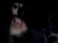 Fetch! Pet Care of Virginia Beach/Chesapeake Presents: Nasser & Petey Want a Treat