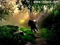 cute elephant dance