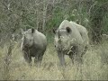 Black Rhino in Krugerpark