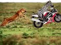 At the Zoo - Google Earth