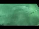 When Sting Rays Attack! 2