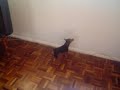 Pinscher rosnando pro nada Pinscher rosnando pro nada