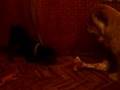 Doberman-VS-Chowchow