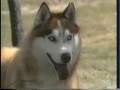 LOS PERROS NÓRDICOS