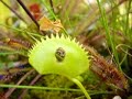 Carnivorous Plants vs Herbivorous Insects Carnivorous Plants vs Herbivorous Insects