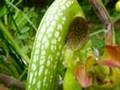 Carnivorous Plants vs Herbivorous Insects