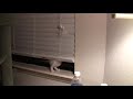 Ava finds the blinds