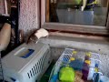 Pet rat free-ranging