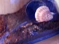 acanthoscurria geniculata vs. mus musculus