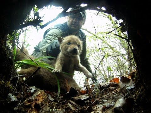 ChicagoTribune - The Tribune follows scientists with the Cook County Coyote Project, as they attempt to gather data and information about the animals.