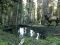 Elk Calf Playing in Mud Puddle