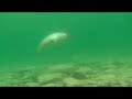Underwater Footage 1 - Part 2.wmv Underwater Footage 1 - Part 2.wmv