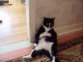 Inka the cat that sits funny