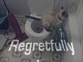 Zeke the Cat Toilet Training Zeke the Cat Toilet Training