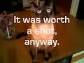 full story: 
http://www.autodogmatic.com/index.php/a/2006/06/26/cattoilettraining
