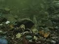 Gold Dredging Colorado RMMR 07\