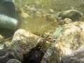 Gold Dredging Colorado RMMR 07'