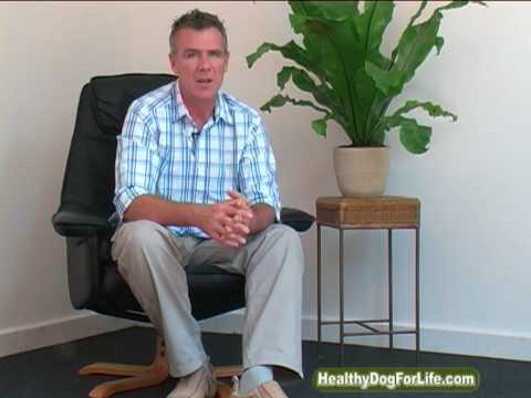 how to cure arthritis in dogs