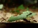Epic Leaf Struggle