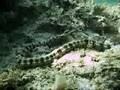 31 Aug: Sea Cucumber (Holothurian) while snorkeling off beach in Northern Okinawa, Japan