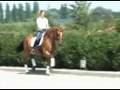 Sporthorse / Dressage horse for sale : Salvador