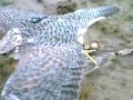 Kite training (FALCONRY)