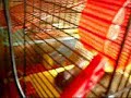 Klaus der Hamster Teil 1