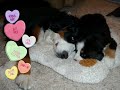 Bernese Mountain Dog puppies ~ Aggie\