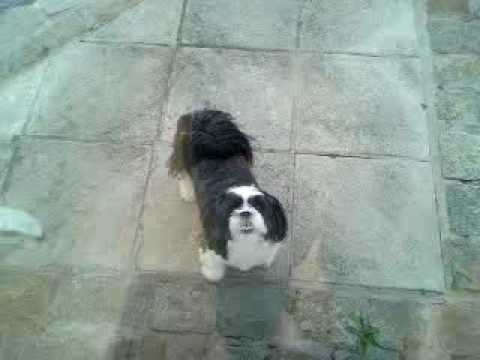 Watch 'Moonwalking Dog'