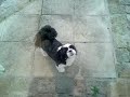 Moonwalking Dog