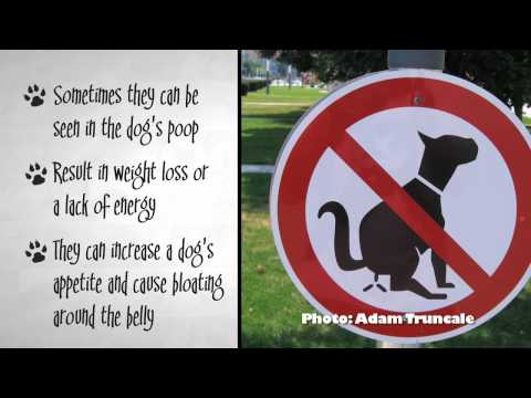 how to cure dog worms