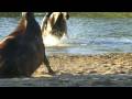 Swimming with Horses ULRICH SCHNAUSS Schwimmen mit Pferden