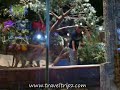 Lions At MGM Grand Casino Las Vegas Strip