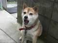 しゃべる犬ナナ（はやくうー）3