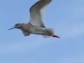 Tureluur heel dichtbij - Redshank very close Tureluur heel dichtbij - Redshank very close