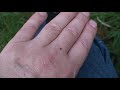 Big Hungry Tick 2 Big Hungry Tick 2
