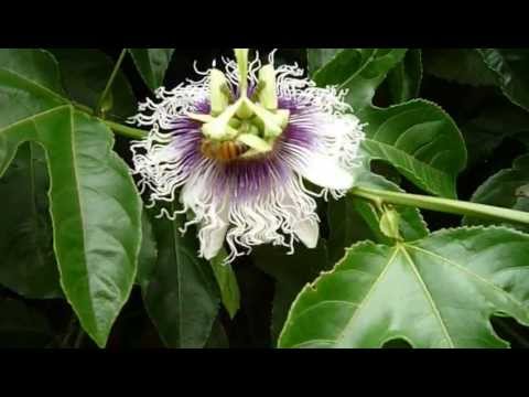 how to fertilize passion fruit