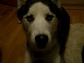 Kaiser Wants Treats