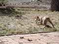 Mila Chasing Ball