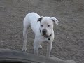 Fun Times at \"Happy Trails Pet and Livestock Services\"