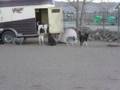 Fun Times at Happy Trails Pet and Livestock Services