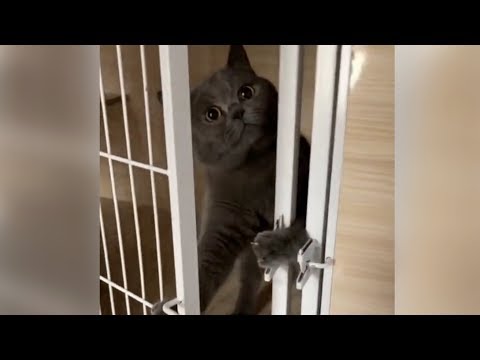 Γάτα καταφέρνει να βγει από κλουβί της και ... ξαναμπαίνει μέσα