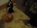 Batman vs Kibble
