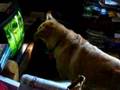 Sandy the Dog Watching Discovery Channel 2nd shot