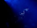 TICON LIVE NO VELVET BAR MARINGA 2008