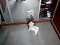 caniche jugueton